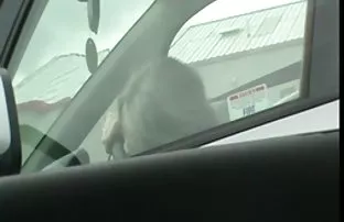 XXX నల్ల స్త్రీ సవారీలు ఒక తెలుపు డిక్ ఒక యువ వ్యక్తి